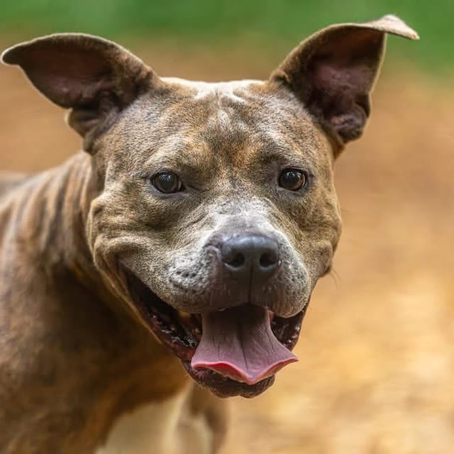 Photo of Jelly, adoptable Mixed Breed (Large) in Decatur, Georgia