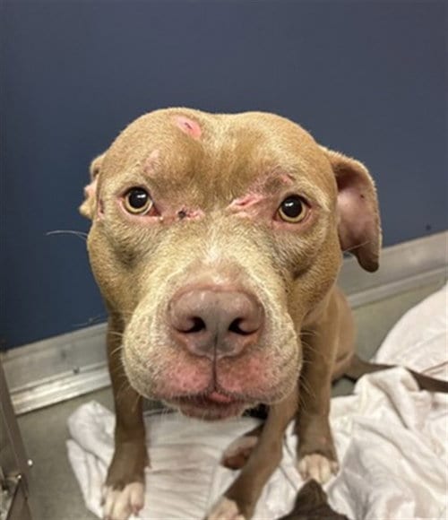 Photo of Bruno, adoptable American Bulldog in Miami, Florida