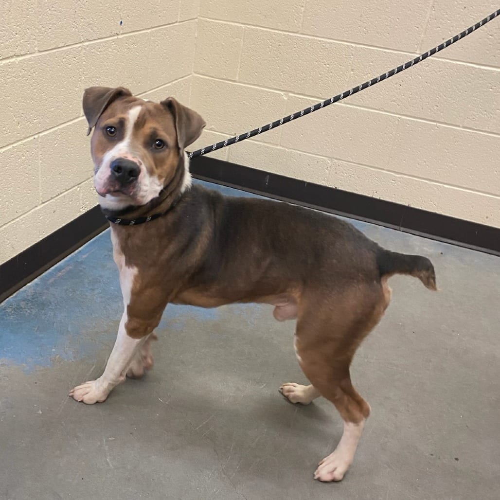 Photo of Trumpet, adoptable dog
