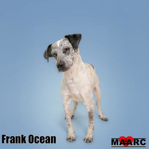 Photo of Frank Ocean, adoptable Jack Russell Terrier in Maryville, Tennessee