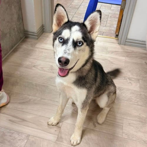 Photo of Sashimi, adoptable Siberian Husky in Carrollton, Texas