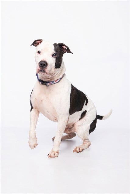 Photo of Chico, adoptable American Bulldog in Miami, Florida