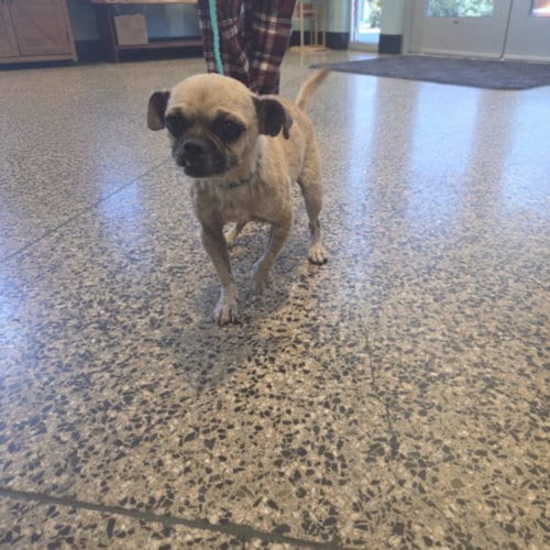 Photo of A048541, adoptable Chihuahua in Tracy, California