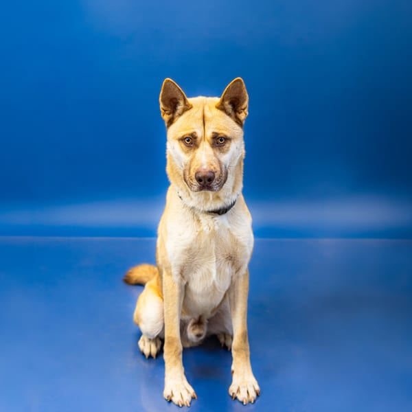 Photo of Nacho Hw+, adoptable Siberian Husky mixed Shepherd in Lawrenceville, Georgia