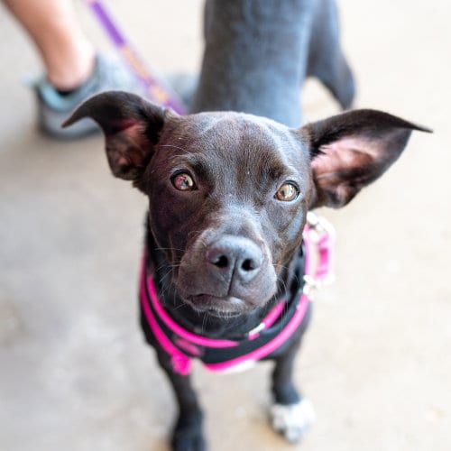 Photo of Nochecita, adoptable Terrier in Mundelein, Illinois