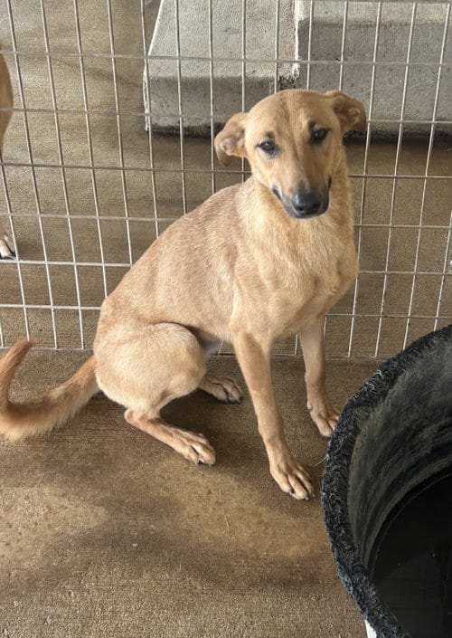 Photo of Amanda, adoptable German Shepherd Dog in Pipe Creek, Texas