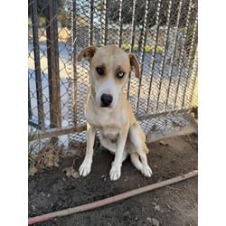 Photo of Chewy, adoptable Labrador Retriever in Jurupa Valley, California