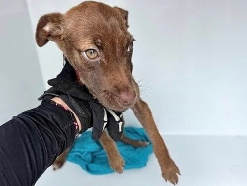 Photo of A662988, adoptable Labrador Retriever in Houston, Texas