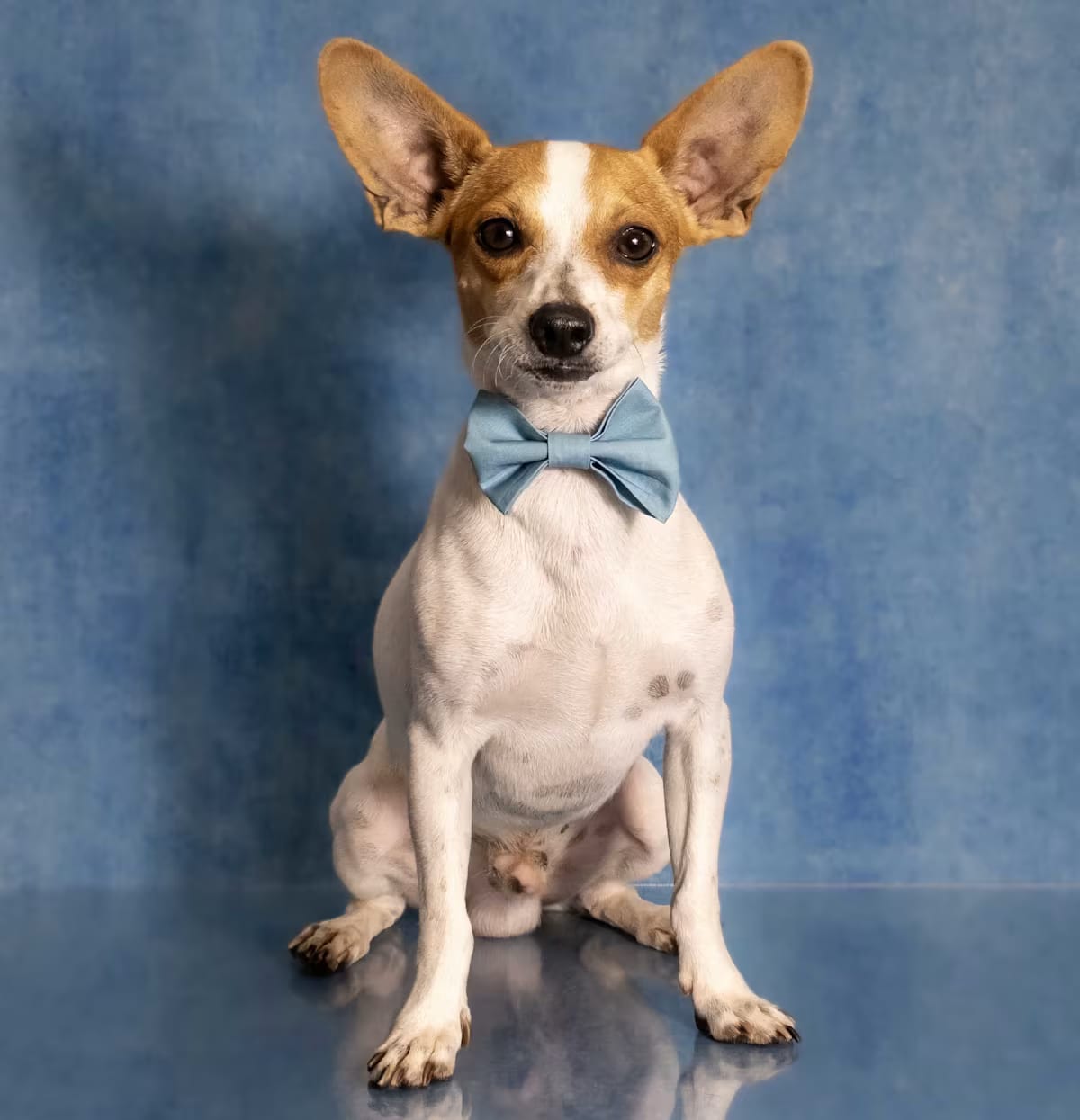 Photo of Zach, adoptable Rat Terrier in Glastonbury, Connecticut