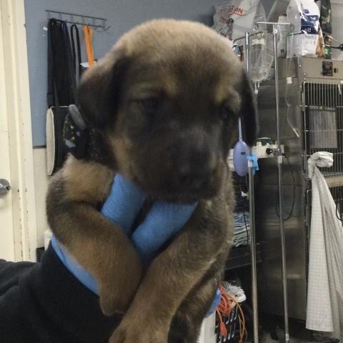 Photo of Monkey, adoptable Saint Bernard in Riverside, California