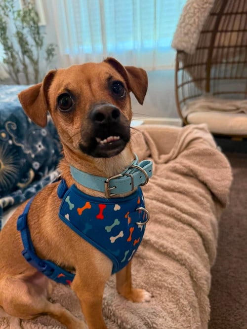 Photo of Cody, adoptable Chihuahua in Visalia, California
