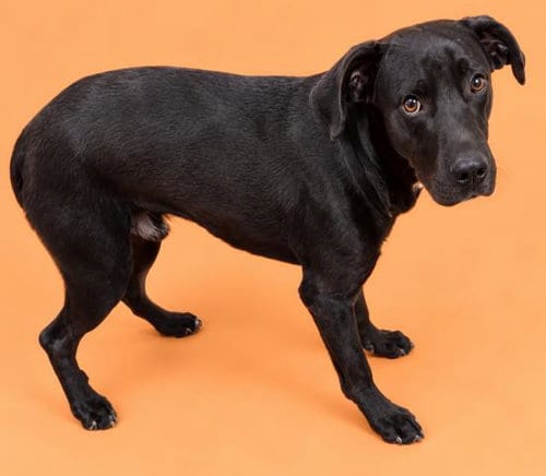 Photo of Kirk, adoptable Pit Bull Terrier in HESPERIA, California