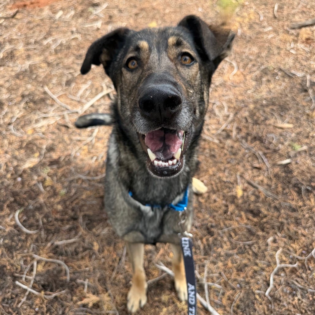 Photo of Webster, adoptable Shepherd / Mix in Kanab, Utah