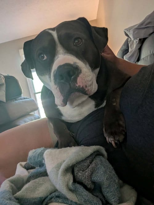 Photo of Rilo Gravy, adoptable American Bulldog in Germantown, Ohio