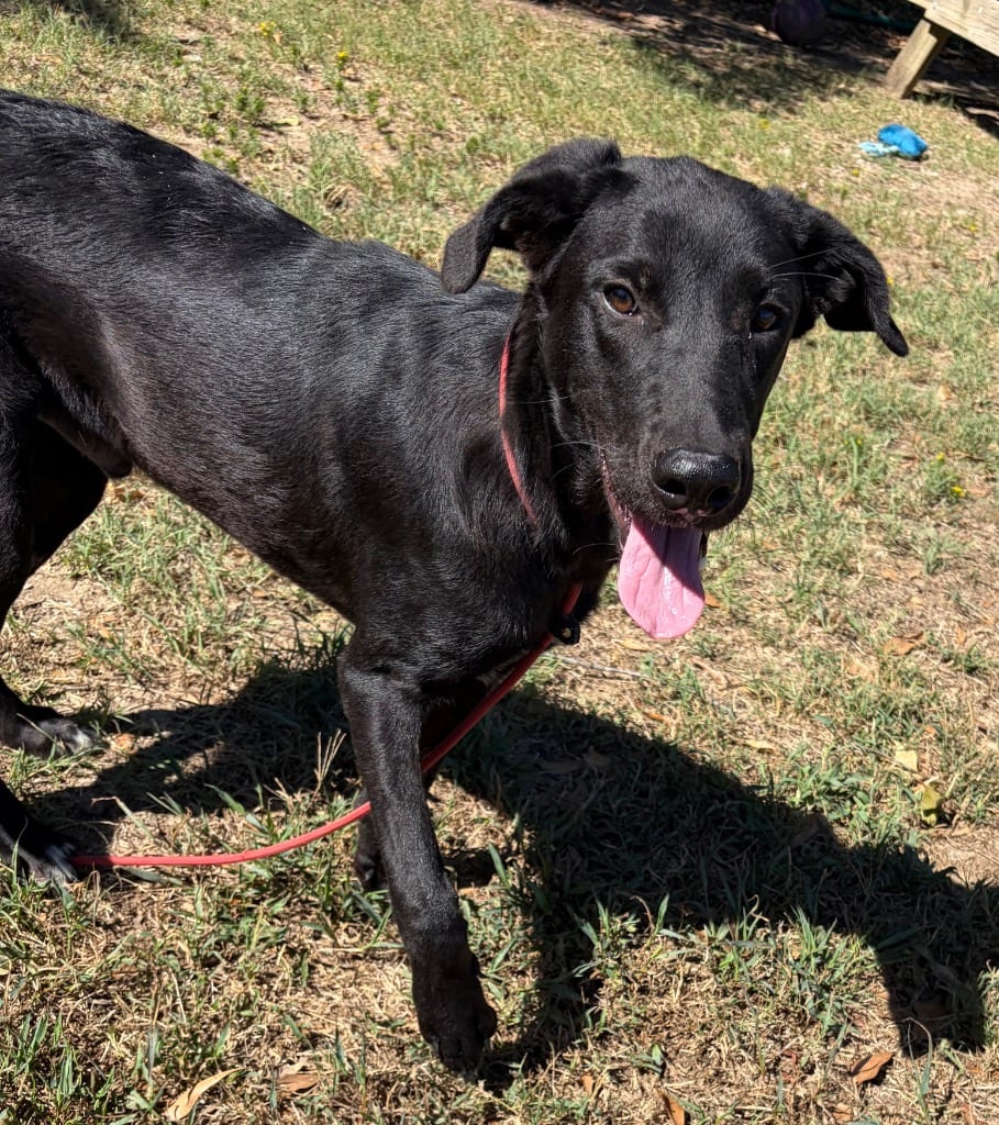 Photo of Benson, adoptable Labrador Retriever in Little Rock, Arkansas