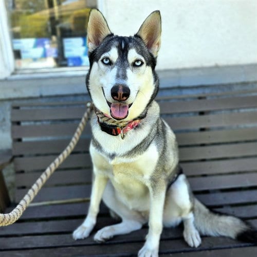 Photo of Moxie, adoptable Siberian Husky in Long Beach, California
