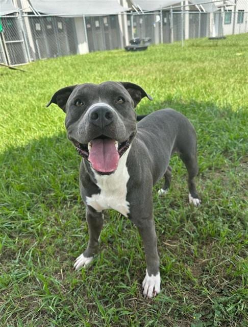 Photo of BO, adoptable American Bulldog in Rosenberg, Texas