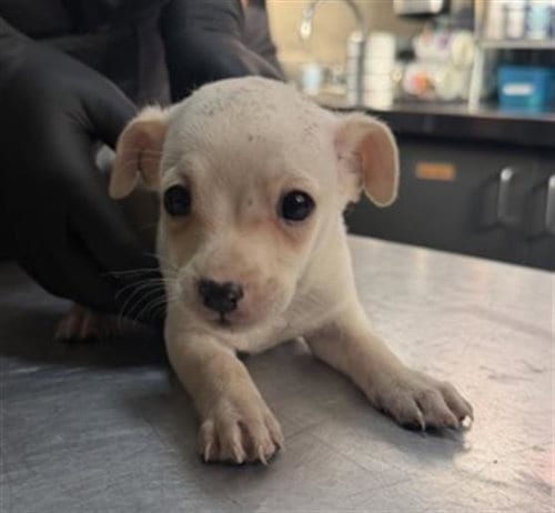 Photo of Dill, adoptable Chihuahua in Redlands, California