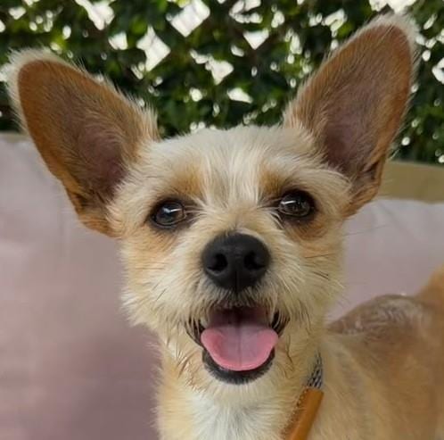 Photo of Simba, adoptable Yorkshire Terrier Yorkie in Woodland, California