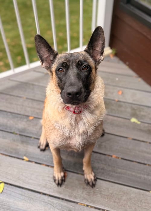 Photo of Jolene, adoptable German Shepherd Dog in St. Louis Park, Minnesota
