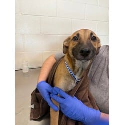 Photo of Bonnie, adoptable Mixed Breed (Medium) in Baton Rouge, Louisiana