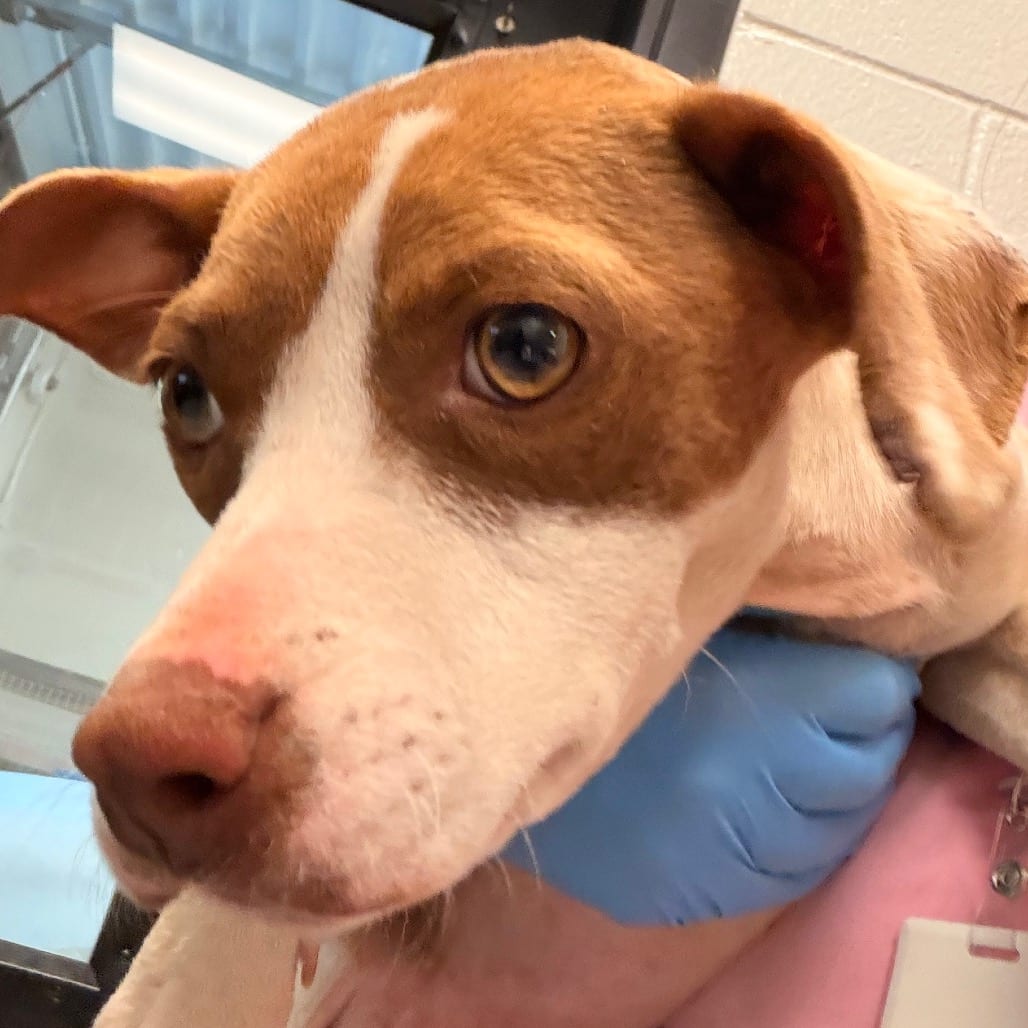 Photo of Main, adoptable Terrier, Pit Bull in Spartanburg, South Carolina