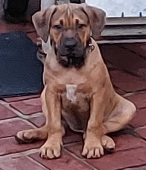 Photo of Missy, adoptable Hound in Sanford, Florida