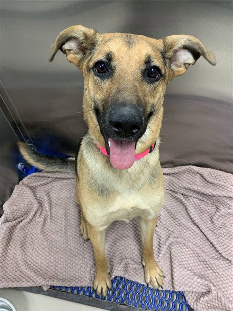 Photo of Thelma, adoptable German Shepherd Dog in Fairbanks, Alaska