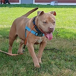 Photo of Skylar, adoptable Pit Bull Terrier in Lyons, New York