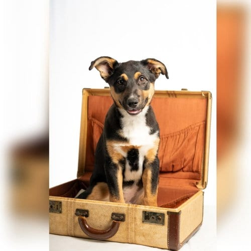 Photo of Garnet - No Longer Accepting Applications, adoptable German Shepherd Dog in St. Paul, Minnesota