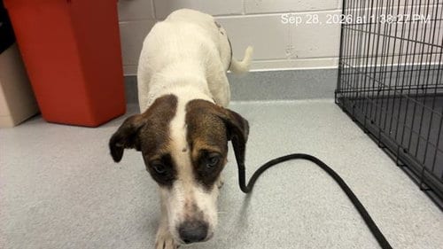 Photo of A391144, adoptable American Pit Bull Terrier in Ocala, Florida