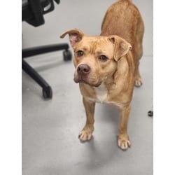 Photo of Dinky, adoptable Mixed Breed (Medium) in New Castle, Delaware