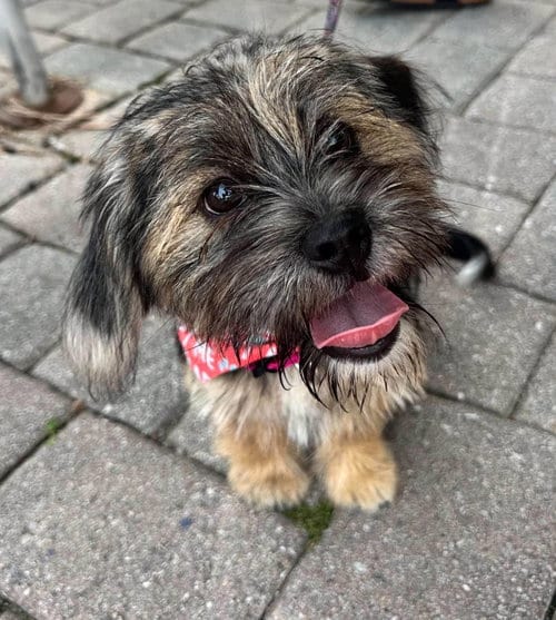 Photo of Lou Lou, adoptable Terrier in Germantown, Ohio