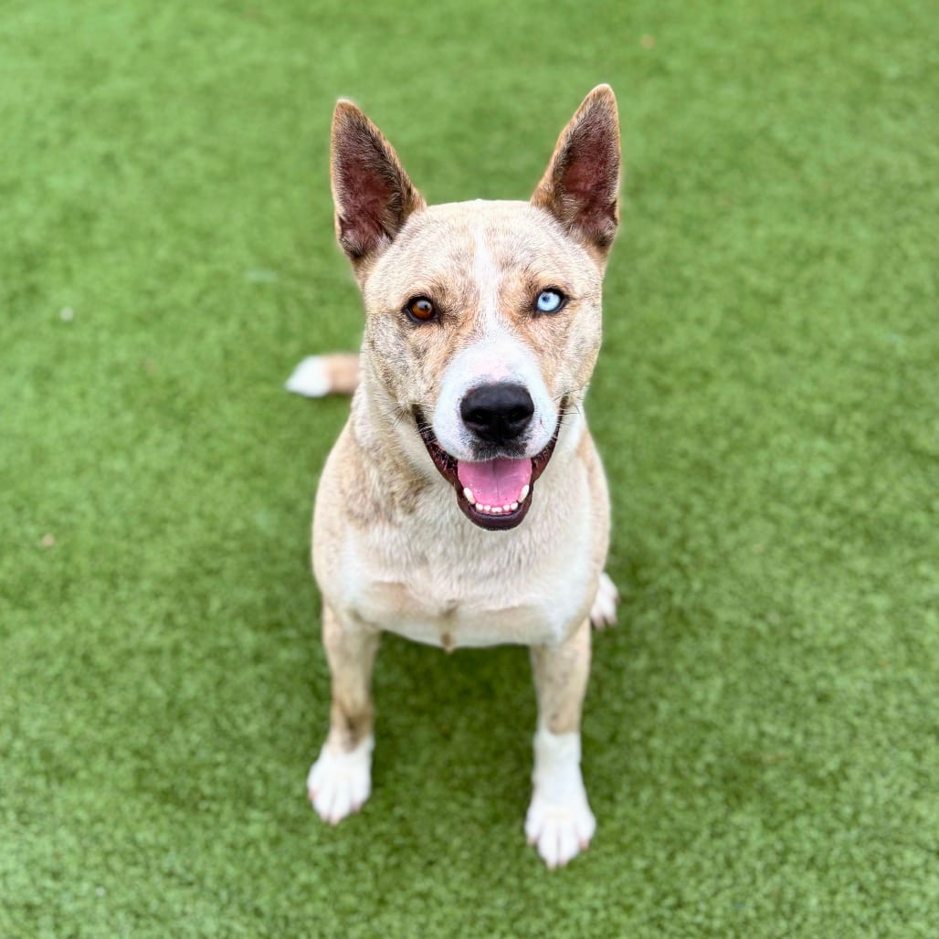 Photo of Haden, adoptable Husky in Nashville, Indiana