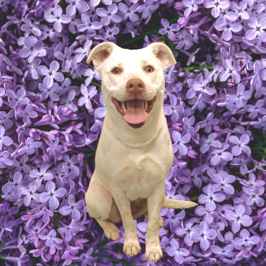 Photo of Chesa, adoptable Mixed Breed (Medium)
