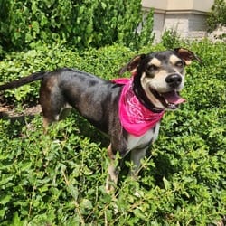 Photo of Hilda JuM, adoptable Hound (Unknown Type) Shepherd (Unknown Type) in Hartford, Connecticut