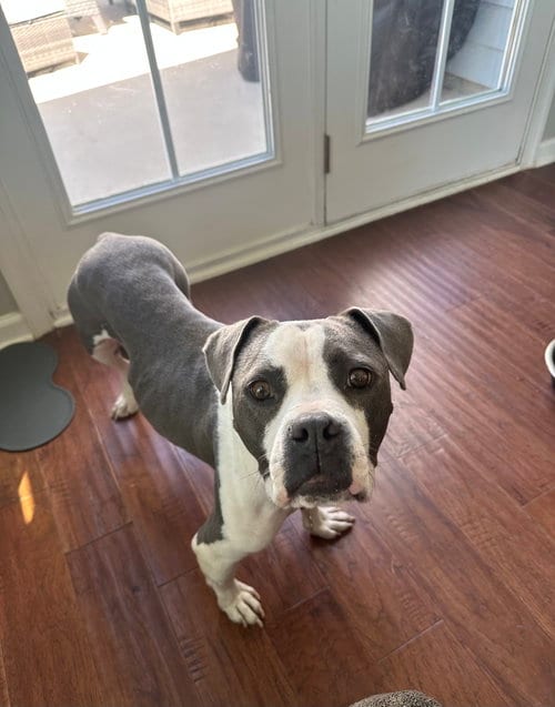 Photo of Trixie - Candy litter Mom, adoptable American Staffordshire Terrier in Holly Springs, North Carolina