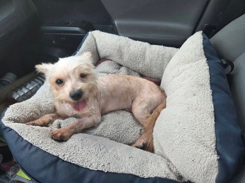 Photo of George, adoptable Yorkshire Terrier Yorkie in Spring, Texas