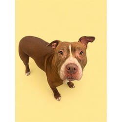 Photo of Billie, adoptable Terrier (Unknown Type, Medium) in Doral, Florida