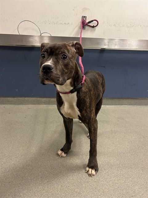 Photo of Buster, adoptable Terrier mix in Miami, Florida