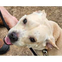 Photo of Duchess, adoptable Mixed Breed (Medium) in Zebulon, Georgia