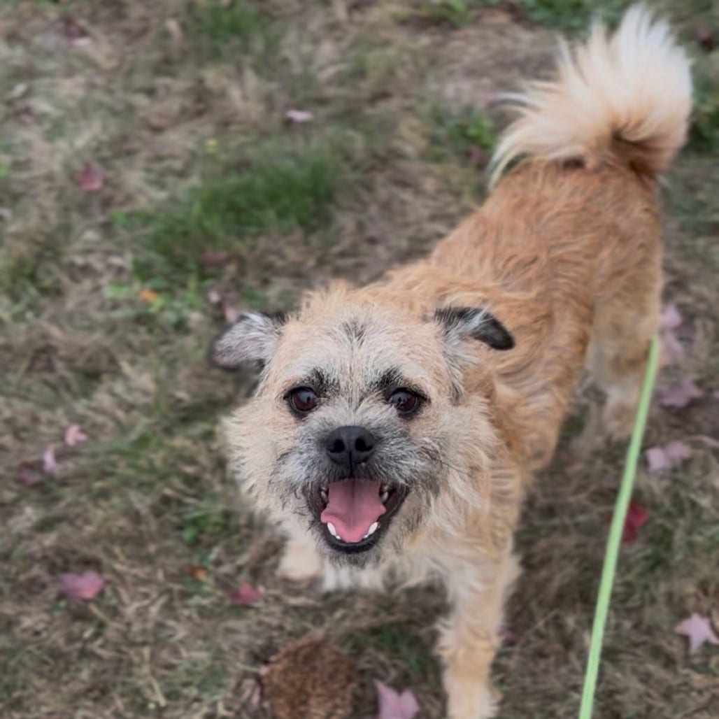 Photo of Jerry, adoptable Terrier in Newberg, Oregon