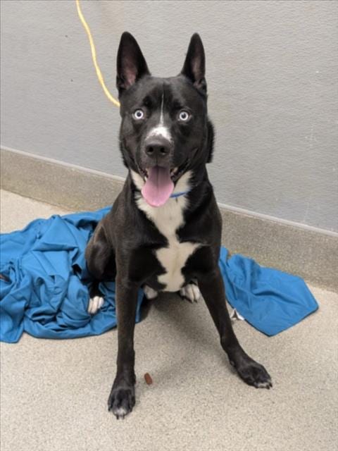 Photo of BO, adoptable Husky in Las Vegas, Nevada