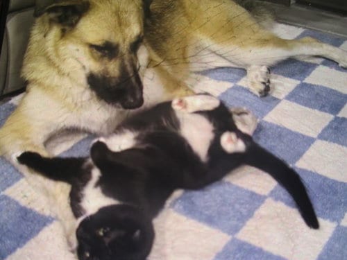 Photo of Cleo, adoptable German Shepherd Dog in Ocala, Florida