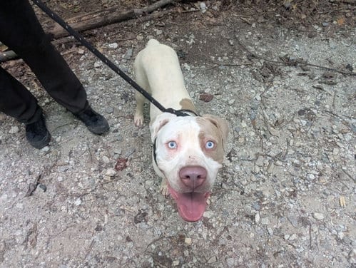 Photo of Apollo, adoptable Terrier in McCormick, South Carolina