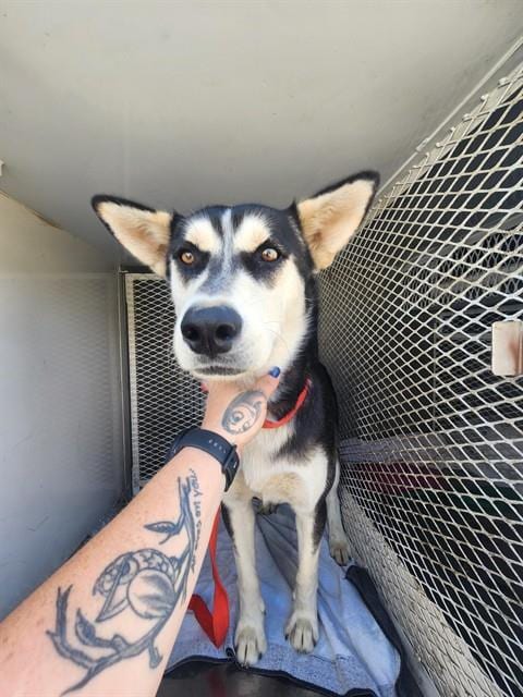 Photo of Mccartney, adoptable Husky in Bakersfield, California