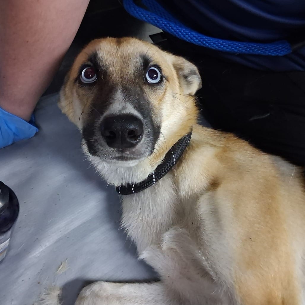 Photo of Princess Pointy Ears, adoptable Husky in Summerville, South Carolina
