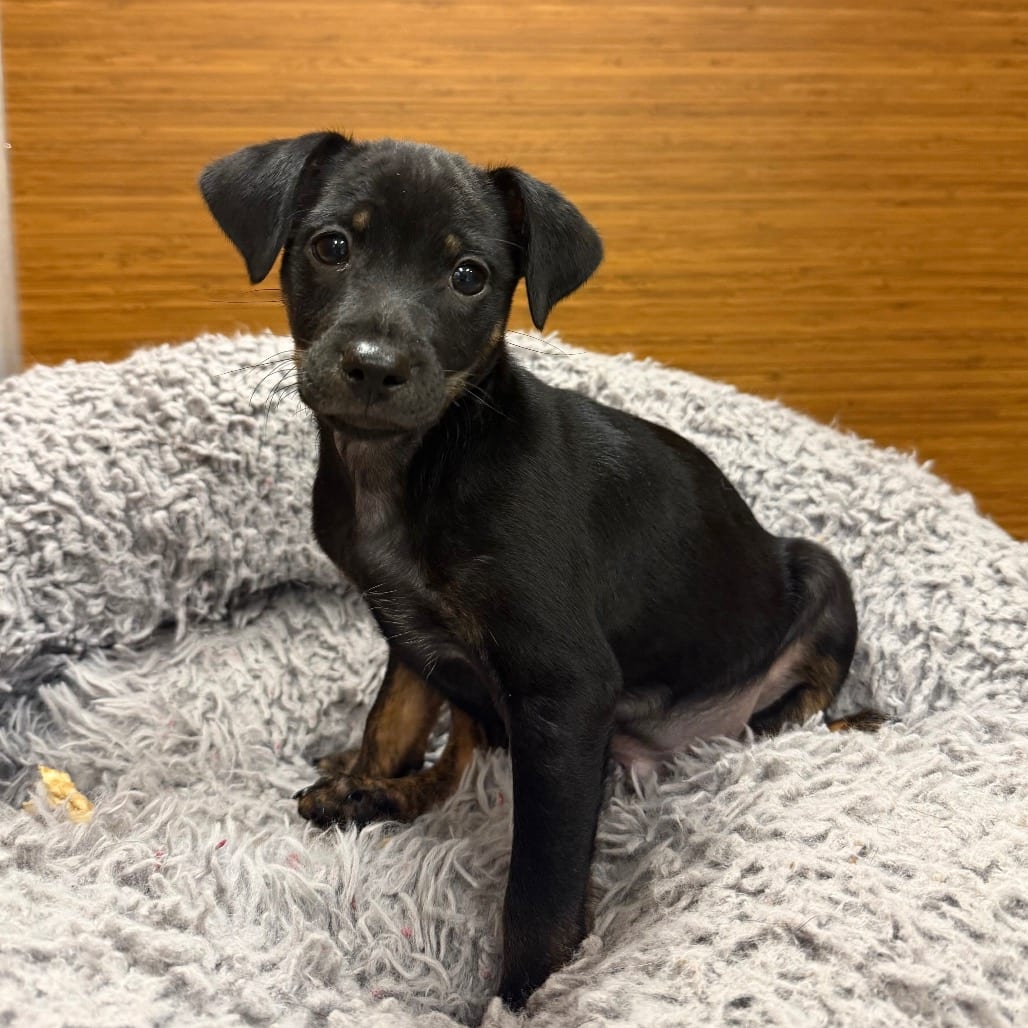 Photo of Topaz, adoptable Chihuahua / Mixed Breed (Small) in Central Texas, Texas