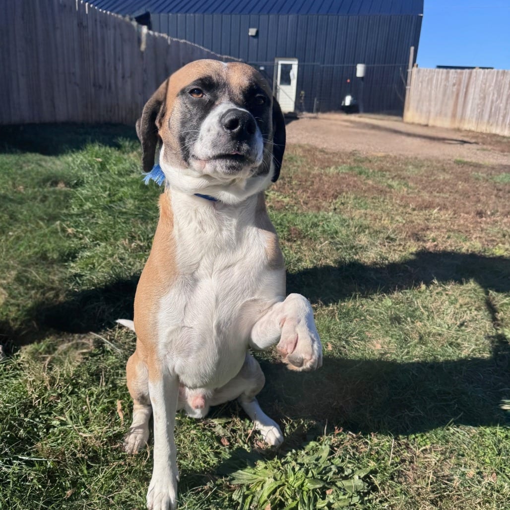 Photo of Teddy, adoptable Terrier in West Des Moines, Iowa