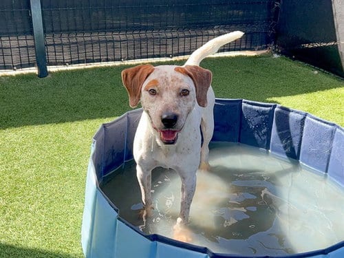 Photo of Simon, adoptable Pointer in Orange, California